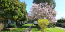 Spring flowers and new leaves | Kopernik Lodge beautiful grounds