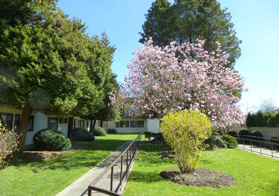 Spring colour at Kopernik